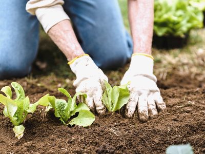 Un chantier au jardin : les plants en godets, la brouette, les outils plantés.