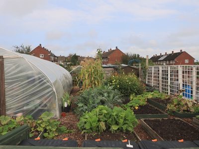 Le jardin partagé : les planches cultivées, en carrés.