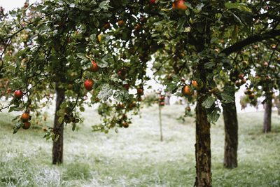 Le verger et ses arbres alignés.