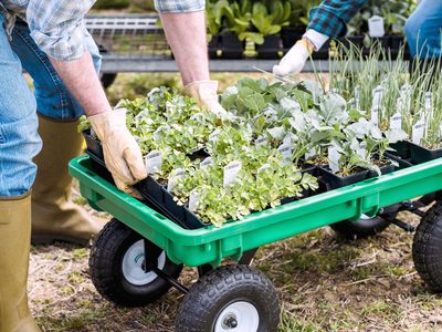 Un chantier : plants en godets, brouette, outils plantés.