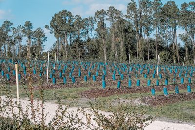 Des plants en godets alignés, prêts à être mis en terre.