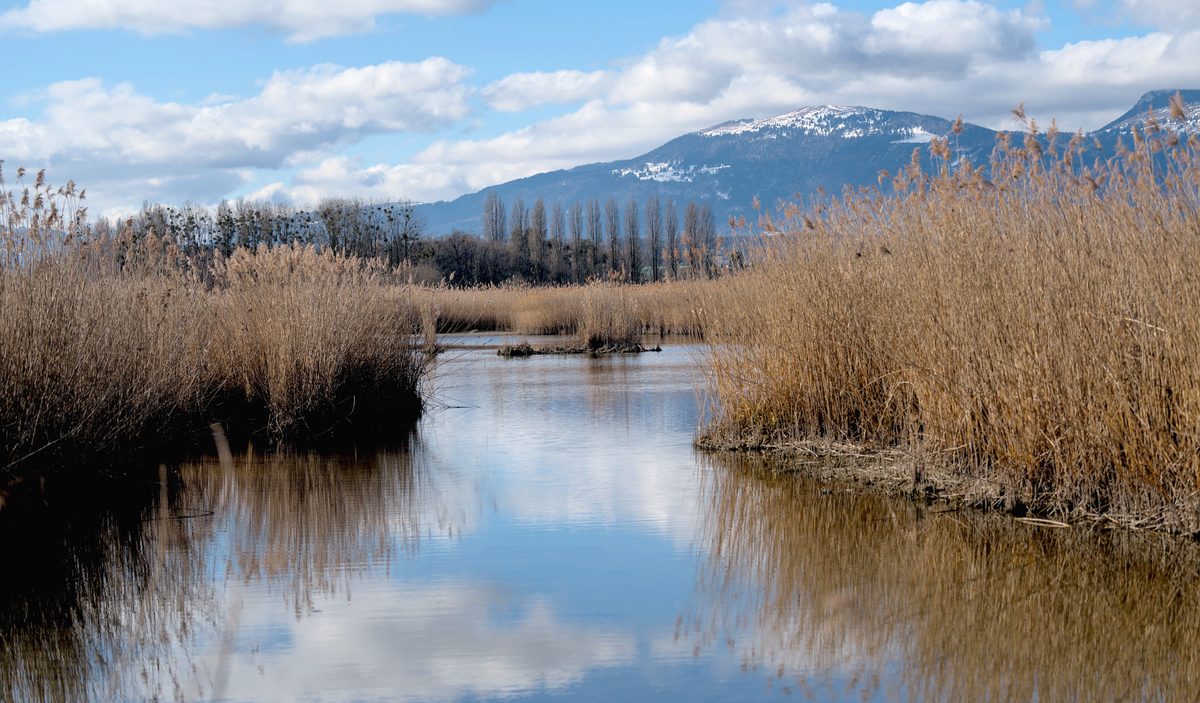 Une zone humide : les roseaux, la passerelle de bois, la règle de niveau plantée dans l’eau.