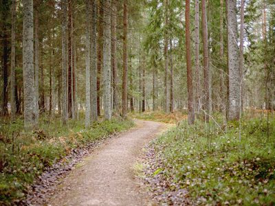 Le sentier du trail, entre les grands arbres.